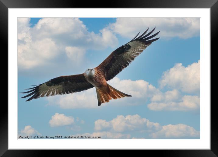 Silent flybye of a Red kite  Framed Mounted Print by Mark Harvey