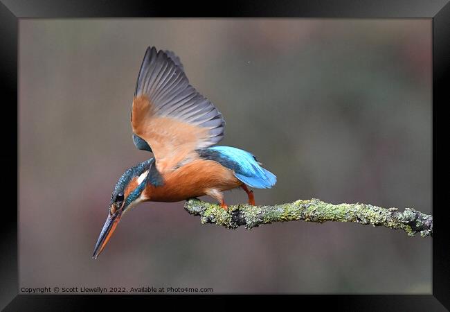 Kingfisher Framed Print by Scott Llewellyn