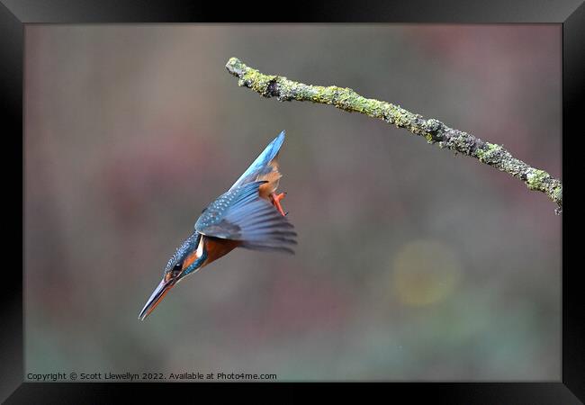 A kingfisher inflight  Framed Print by Scott Llewellyn