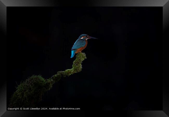 Kingfisher on Perch  Framed Print by Scott Llewellyn