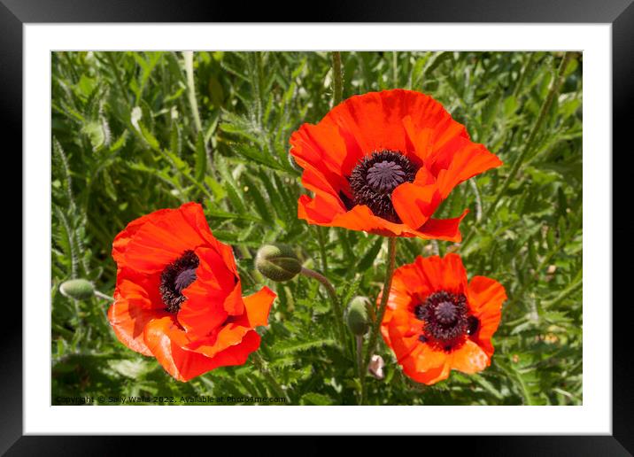 Three Red Field Poppies Framed Mounted Print by Sally Wallis