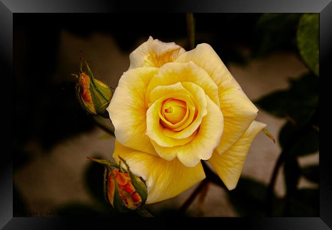 Yellow Rose with buds Framed Print by Sally Wallis