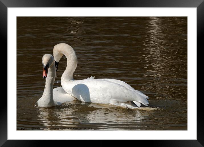 Swans Courting Framed Mounted Print by Sally Wallis