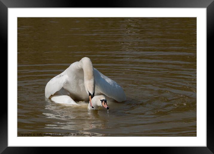 Swans mating Framed Mounted Print by Sally Wallis