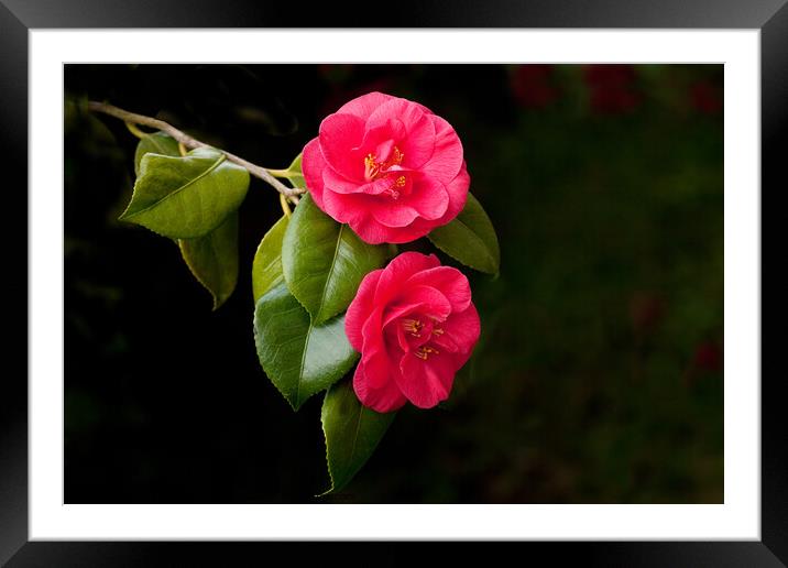 Two Dark Pink Camelias Framed Mounted Print by Sally Wallis