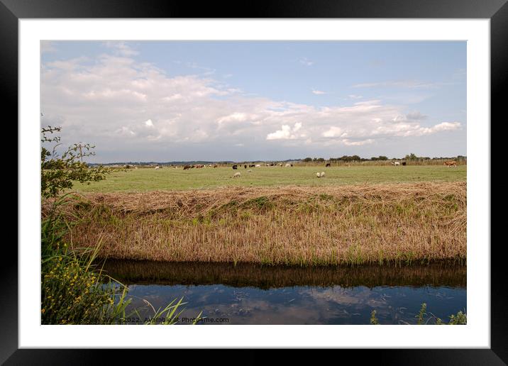 Recently cleared waterway across Sussex Marshes Framed Mounted Print by Sally Wallis
