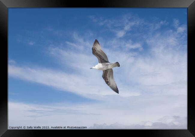 Herring gull flying against blue sky Framed Print by Sally Wallis