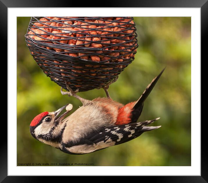 Greater Spotted woodpecker with nut Framed Mounted Print by Sally Wallis