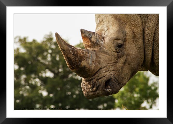 Focus on Rhino horn Framed Mounted Print by Sally Wallis