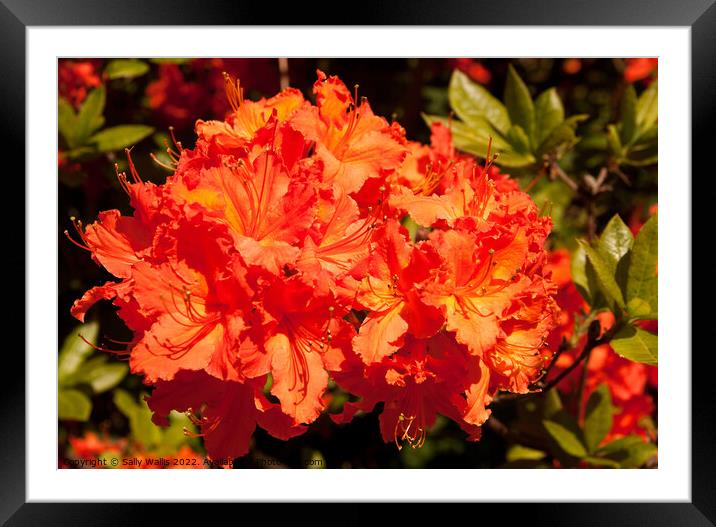 Vibrant orange rhododendron Framed Mounted Print by Sally Wallis