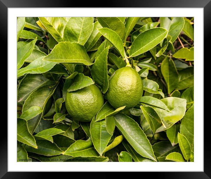Limes growing on tree Framed Mounted Print by Sally Wallis