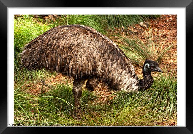 Emu, flightless bird Framed Print by Sally Wallis