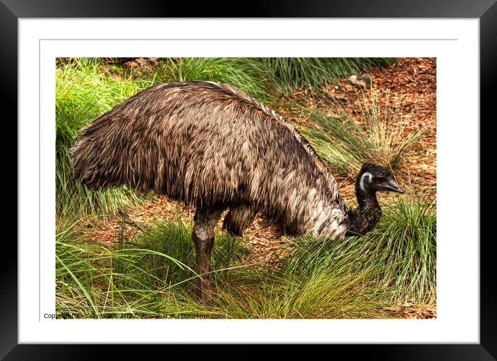 Emu, flightless bird Framed Mounted Print by Sally Wallis