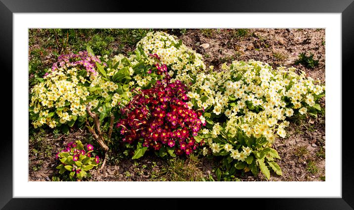 a cluster of coloured primroses Framed Mounted Print by Sally Wallis
