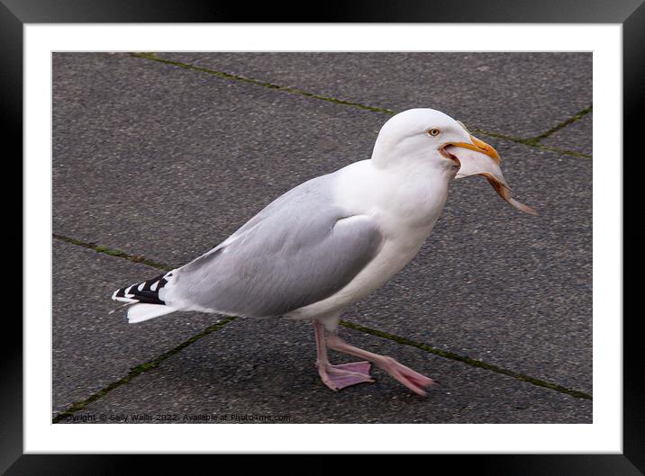 Gull walking with flatfish Framed Mounted Print by Sally Wallis