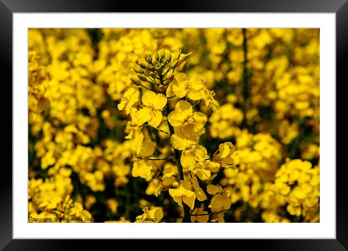 focus on rape seed plant Framed Mounted Print by Sally Wallis