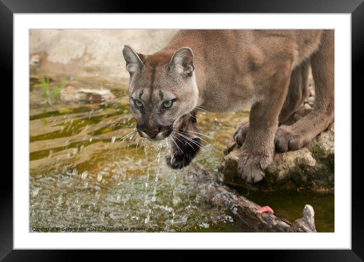 Cougar or mountain lion drinking Framed Mounted Print by Sally Wallis
