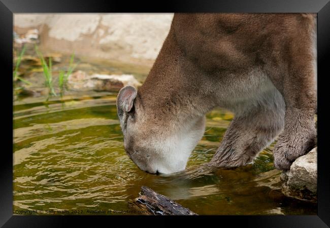 Mountain Lion drinking Framed Print by Sally Wallis