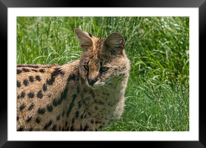Serval Cat Framed Mounted Print by Sally Wallis