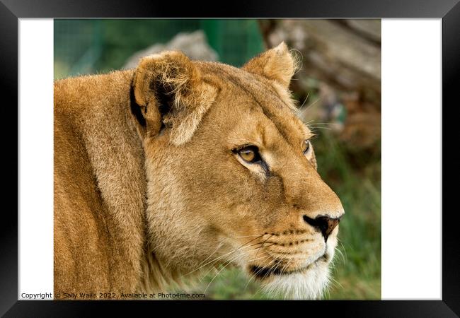 Lioness looking intently  Framed Print by Sally Wallis