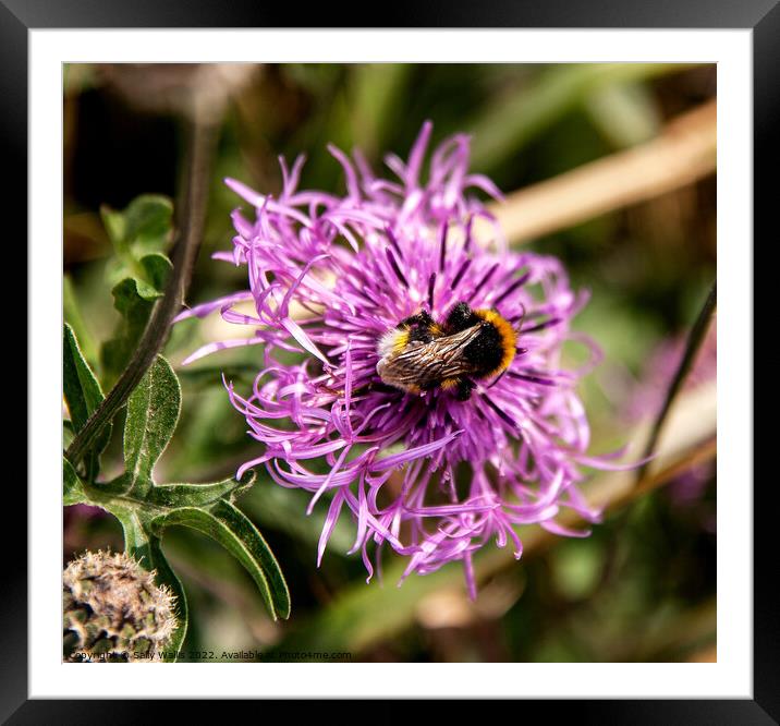 Bumblebee taking nectar from a cornflower Framed Mounted Print by Sally Wallis