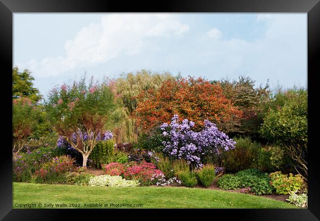 Mixed border dominated by Michelmas Daisies Framed Print by Sally Wallis