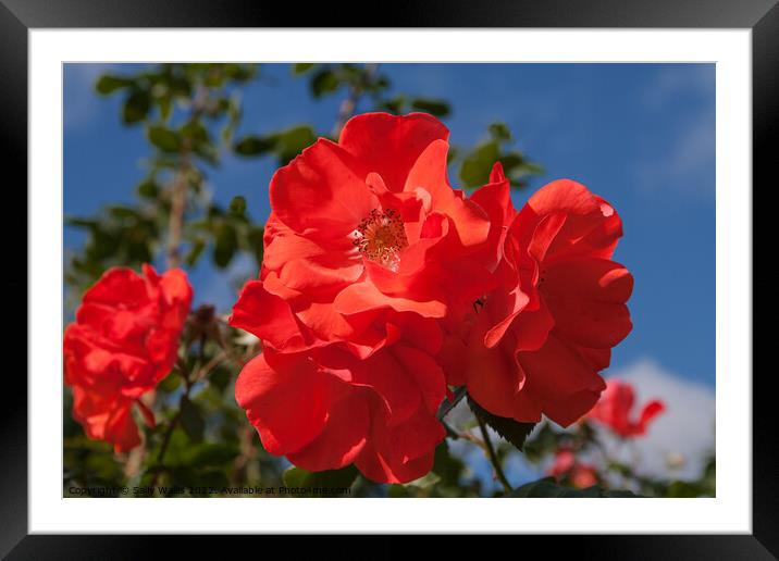 Bright red rose against dark blue sky Framed Mounted Print by Sally Wallis