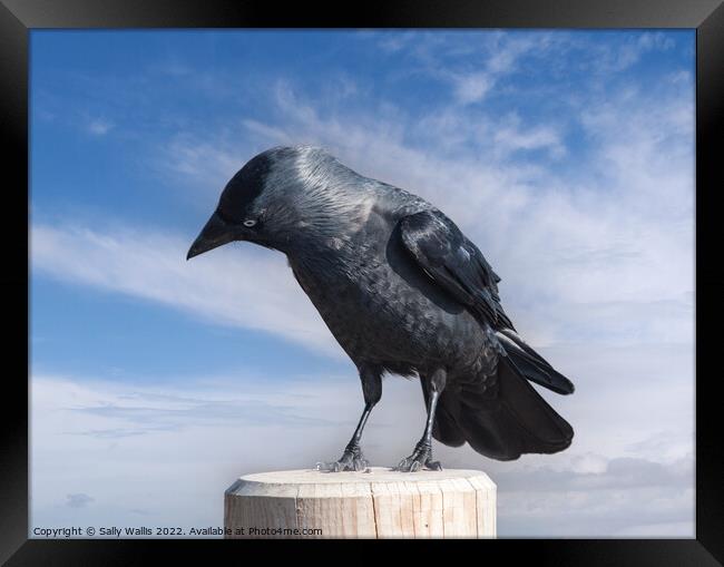 Jackdaw perched on a post Framed Print by Sally Wallis