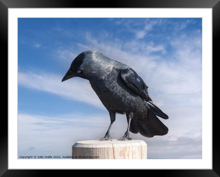 Jackdaw perched on a post Framed Mounted Print by Sally Wallis