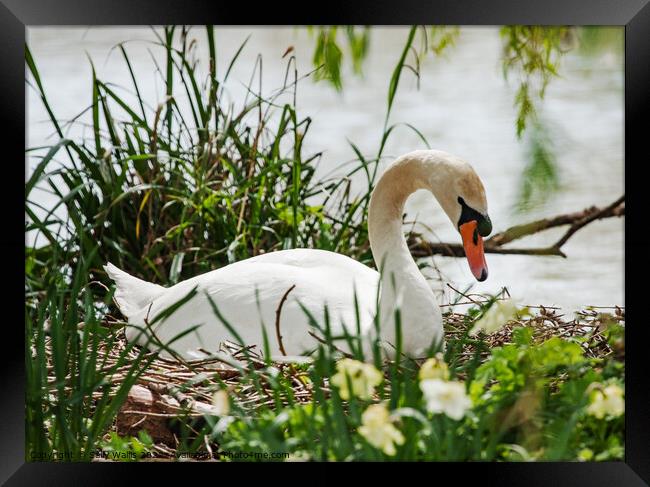 Nesting Swan Framed Print by Sally Wallis