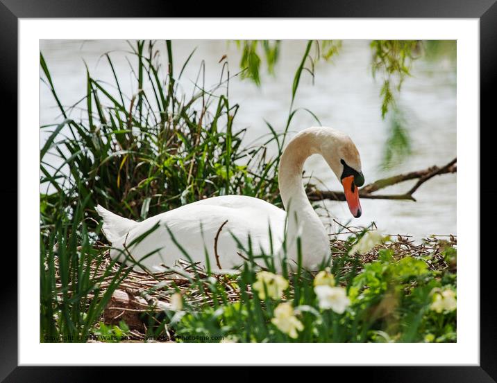 Nesting Swan Framed Mounted Print by Sally Wallis