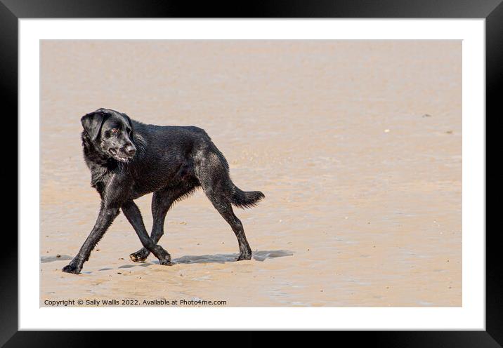 Are you following me ? Framed Mounted Print by Sally Wallis