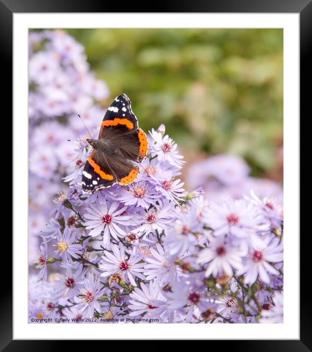 Red Admiral Butterfly on Michelmas Daisies Framed Mounted Print by Sally Wallis