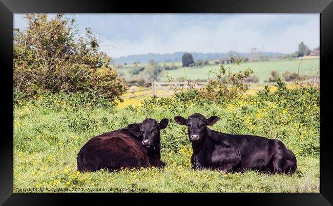 Two black marshland steers Framed Print by Sally Wallis