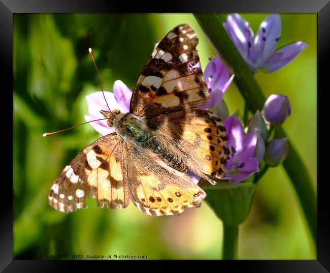 Painted lady butterfly  Framed Print by Sally Wallis