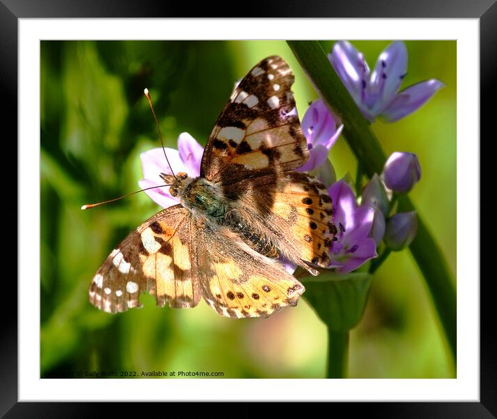 Painted lady butterfly  Framed Mounted Print by Sally Wallis