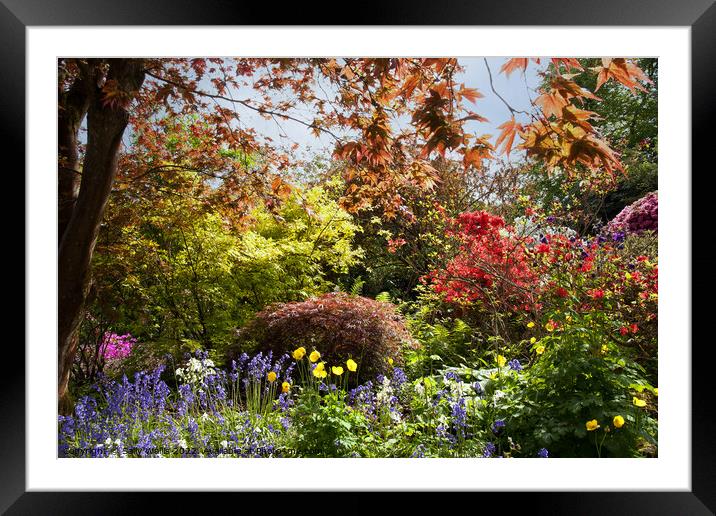 a riot of color - flowers and bushes Framed Mounted Print by Sally Wallis