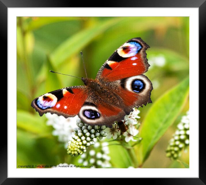 Peacock Butterfly on white flower Framed Mounted Print by Sally Wallis