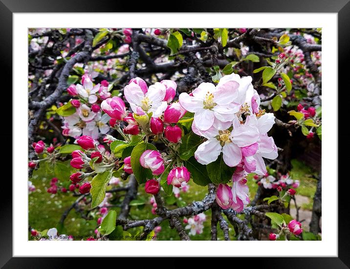 fresh apple blossom on a gnarled old tree Framed Mounted Print by Sally Wallis