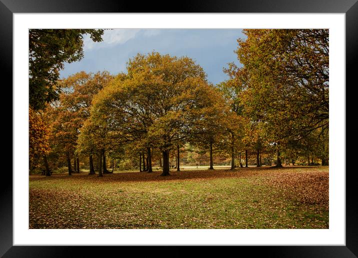 autumn colors, mostly oak trees Framed Mounted Print by Sally Wallis