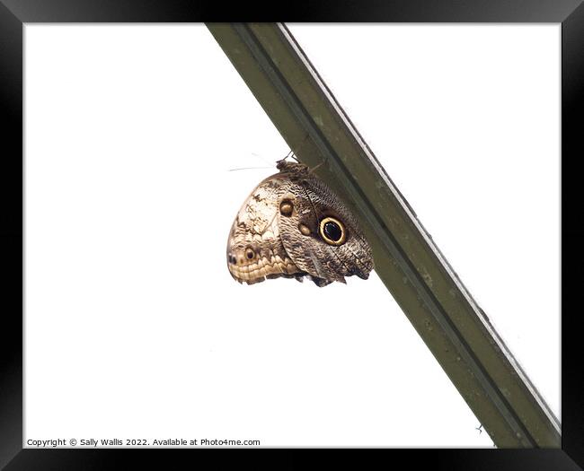 Brown Owl Butterfly Framed Print by Sally Wallis