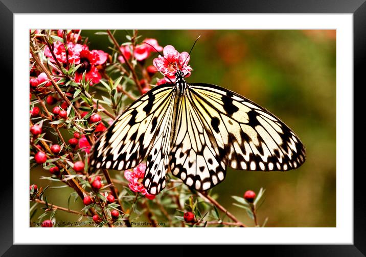 Idea Butterfly Framed Mounted Print by Sally Wallis