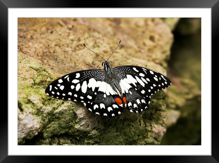Citurs Swallow Tail on Rock Framed Mounted Print by Sally Wallis