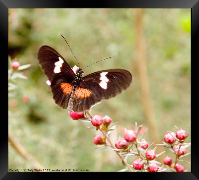 Heliconius himera Butterfly Framed Print by Sally Wallis