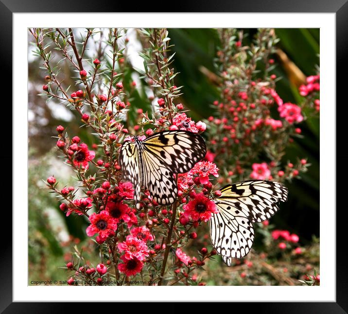 two Idea leuconoe butterflies Framed Mounted Print by Sally Wallis