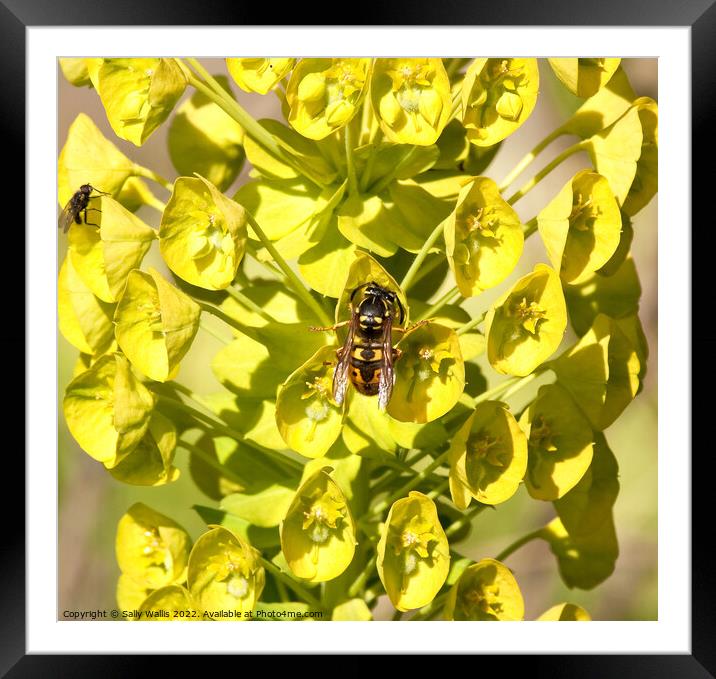 Bee sucking from euphorbia Framed Mounted Print by Sally Wallis