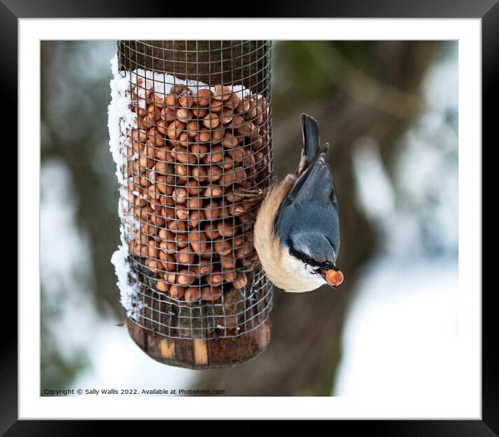 Nuthatch with peanut Framed Mounted Print by Sally Wallis
