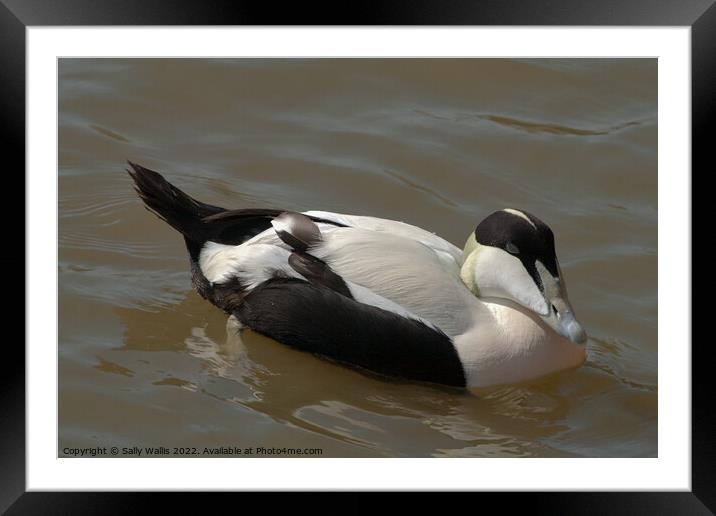 Eider Duck swimming Framed Mounted Print by Sally Wallis