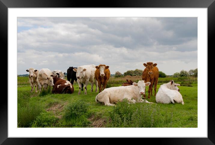 Bevy of Bovine Beauty Framed Mounted Print by Sally Wallis
