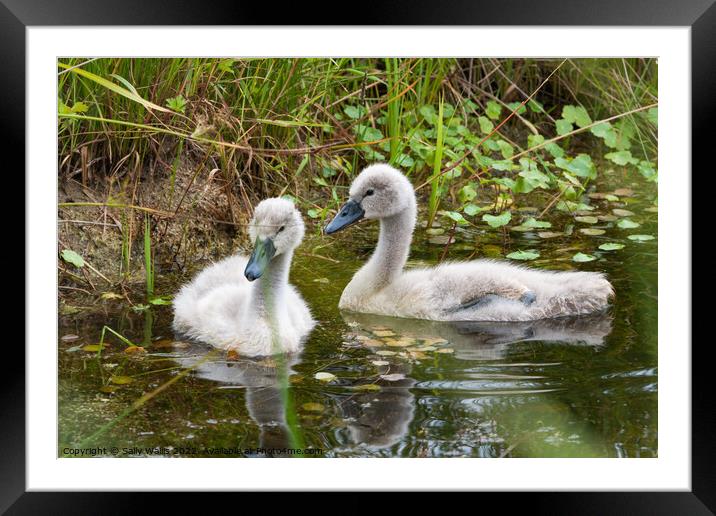 Two very young cygnets Framed Mounted Print by Sally Wallis
